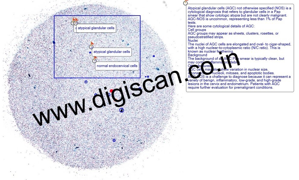 Cervical Cytology (Gynaecological Cytology) Digital Slides Set